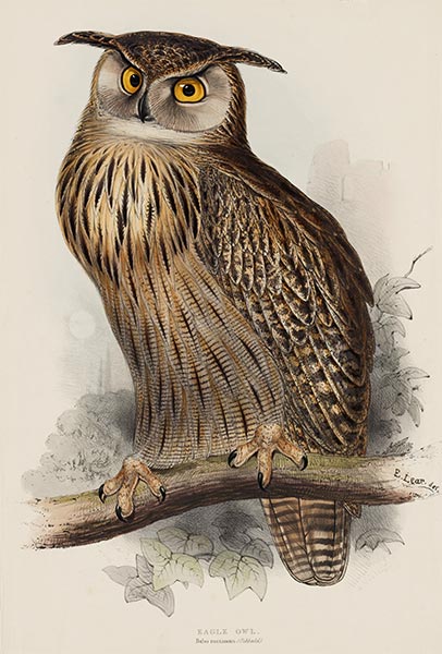 John Gould | Eagle Owl. Bubo Maximus, c.1832/37 | Giclée Paper Print