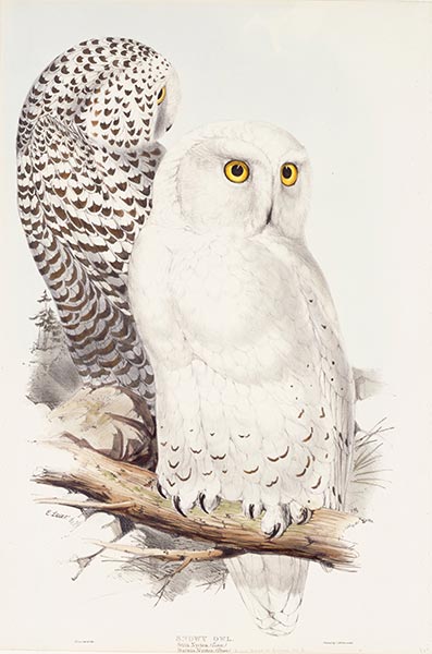 Snowy Owl, c.1832/37 | John Gould | Giclée Paper Print