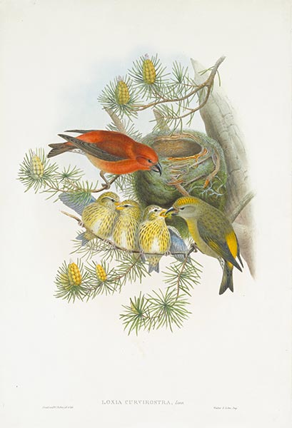 Loxia Curvirostra, Linn, c.1862/73 | John Gould | Giclée Paper Print