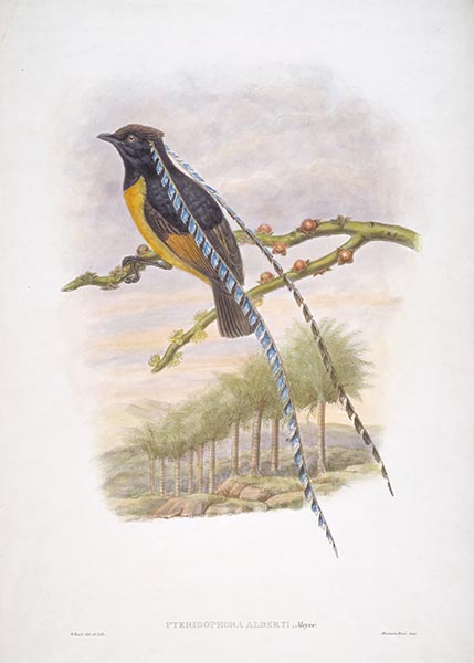 Pteridophora Alberti, Meyer, c.1875/81 | John Gould | Giclée Paper Print