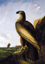 Washington Sea Eagle, c.1836/39 by Audubon | Canvas Print