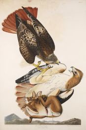 Red-Tailed Hawk, Buteo jamaicensis, 1829 by Audubon | Paper Art Print
