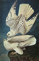 White Gerfalcons, n.d. von Audubon | Papier-Kunstdruck
