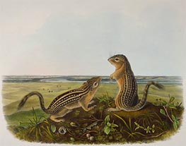 Leopard Spermophile (Spermophilus Tridecemlineatus), 1848 von Audubon | Papier-Kunstdruck