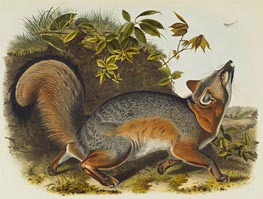 Grauer Fuchs, 1845 von Audubon | Papier-Kunstdruck