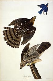 Stanley Hawk, undated by Audubon | Paper Art Print