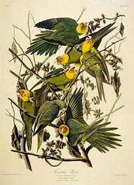 Audubon | Carolina Parrot. Psittacus. From Birds of America, 1827 | Giclée Paper Print