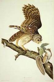 Barred Owl, 1828 von Audubon | Papier-Kunstdruck