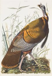 Great American Cock, Male, VULGO (Wild Turkey) Meleagris Gallopavo, 1825 von Audubon | Papier-Kunstdruck