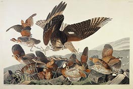 Virginian Partridge, Perdix Virginiana | Audubon | Gemälde Reproduktion