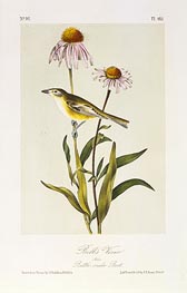 Bell's Vireo | Audubon | Gemälde Reproduktion