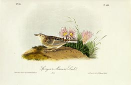 Sprague's Missouri Lark | Audubon | Gemälde Reproduktion