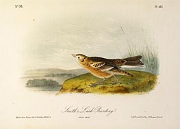 Audubon | Smith's Lark Bunting, a.1843 | Giclée Paper Print
