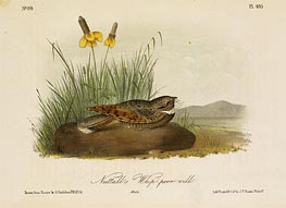 Audubon | Nuttall's Whip-Poor-Will, a.1843 | Giclée Paper Print