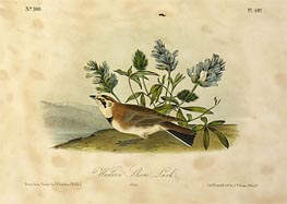 Western Shore Lark, a.1843 von Audubon | Papier-Kunstdruck