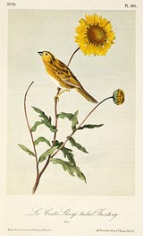 Audubon | Le Conte's Sharp-Tailed Bunting | Giclée Paper Print