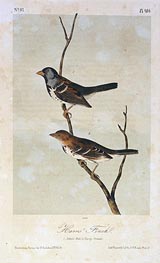 Harris' Finch, a.1843 von Audubon | Papier-Kunstdruck