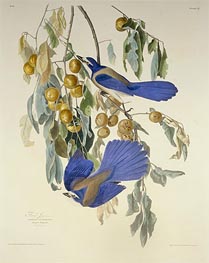 Florida Jay. Garrulus Floridanus. From Birds of America | Audubon | Painting Reproduction