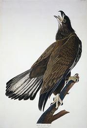 White-Headed Eagle, undated von Audubon | Papier-Kunstdruck