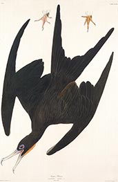 Frigate Pelican, 1835 by Audubon | Paper Art Print