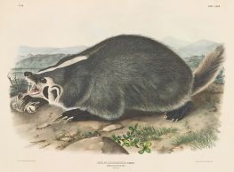 Meles labradoria, Sabine, Amerikanischer Dachs, 1844 von Audubon | Giclée-Kunstdruck