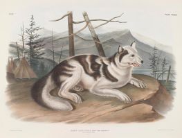 Canis familiaris, Linn. Hasen-Indianerhund. Männchen, 1848 von Audubon | Kunstdruck