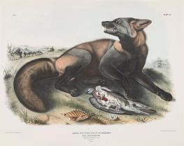 Canis (Vulpes) fulvus. Amerikanischer Kreuzfuchs, 1843 von Audubon | Papier-Kunstdruck