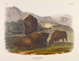 Amerikanischer Bison oder Büffel | Audubon | Gemälde Reproduktion