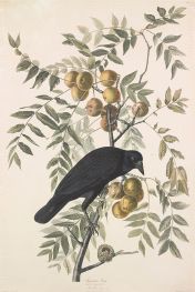 Amerikanische Krähe. Corvus americanus, 1833 von Audubon | Kunstdruck