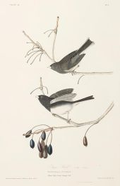 Snow Bird, Fringilla nivalis, 1827 by Audubon | Paper Art Print