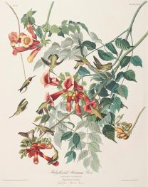 Ruby-Throated Humming Bird, Trochilus colubris | Audubon | Painting Reproduction