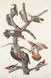 Haarspecht, Rotbauchspecht, Rothalsspecht, Lewis-Specht, Gelbbrustspecht | Audubon | Gemälde Reproduktion