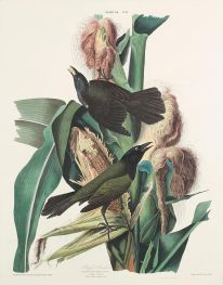 Purpurgrackel, Quiscalus versicolor | Audubon | Gemälde Reproduktion