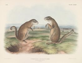Franklins Murmeltier Eichhörnchen | Audubon | Gemälde Reproduktion