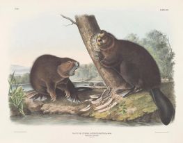 Castor fiber americanus. Amerikanischer Biber | Audubon | Gemälde Reproduktion