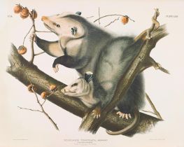 Didelphis virginiana, Pennant. Virginisches Opossum, 1845 von Audubon | Papier-Kunstdruck