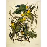 Carolina Parrot. Psittacus. From Birds of America, 1827 - Audubon
