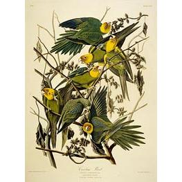 Carolina Parrot. Psittacus. From Birds of America - Audubon