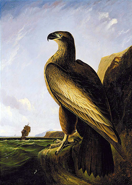 Washington Sea Eagle, c.1836/39 | Audubon | Giclée Canvas Print