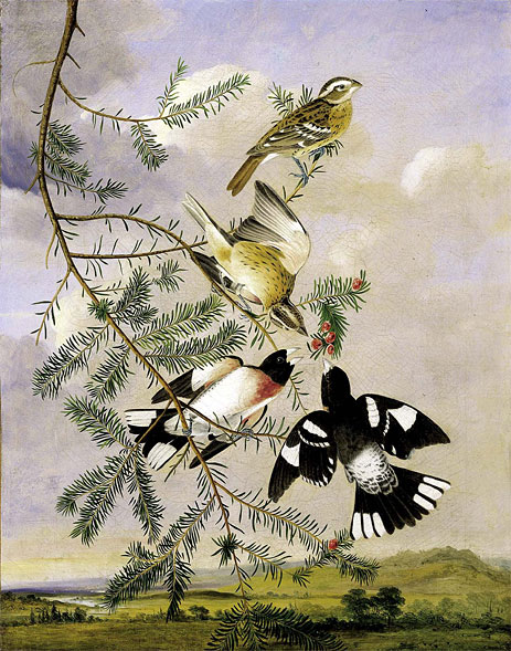 Rosenbrust Kernbeißer, 1806 | Audubon | Giclée Leinwand Kunstdruck