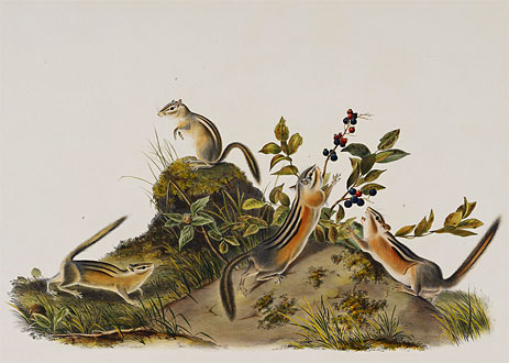 Four Striped Ground Squirrell (Tamias Quadivittatus), 1848 | Audubon | Giclée Paper Art Print