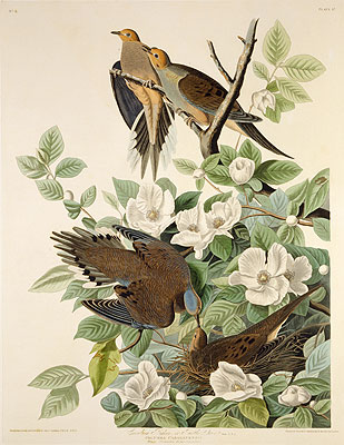 Carolina Pigeon or Turtle Dove, c.1825 | Audubon | Giclée Paper Print