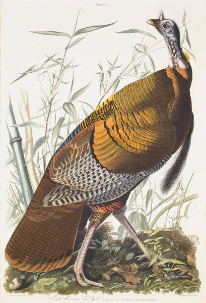 Great American Cock, Male, VULGO (Wild Turkey) Meleagris Gallopavo, 1825 | Audubon | Giclée Paper Print