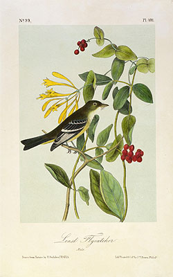 Least Flycatcher, a.1843 | Audubon | Giclée Papier-Kunstdruck