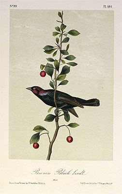 Audubon | Brewers Black Bird, a.1843 | Giclée Paper Art Print