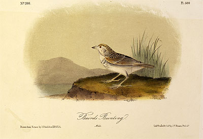 Audubon | Baird's Bunting, a.1843 | Giclée Paper Art Print