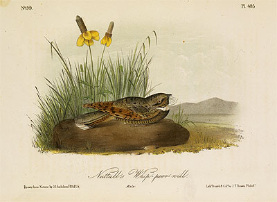 Nuttall's Whip-Poor-Will, a.1843 | Audubon | Giclée Paper Art Print