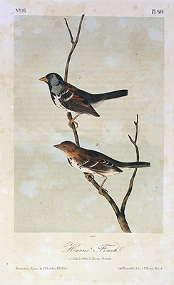 Harris' Finch, a.1843 | Audubon | Giclée Paper Print