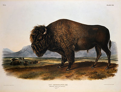 Audubon | Bos Americanus, American Bison or Buffalo, 1845 | Giclée Paper Print