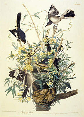 Audubon | Mocking Bird, Turdus Polyglottus, c.1825 | Giclée Paper Art Print
